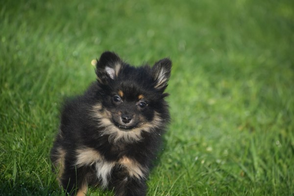 Keeshond (reu) 40223