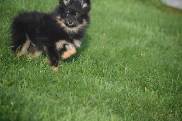 Keeshond (reu) 40223