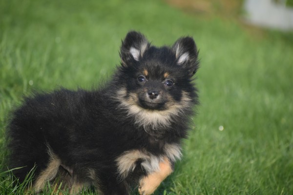 Keeshond (reu) 40223