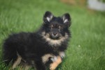 Keeshond (reu) 40223