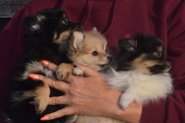 Keeshond (reu) 40223