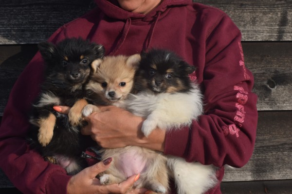 Keeshond (reu) 40223