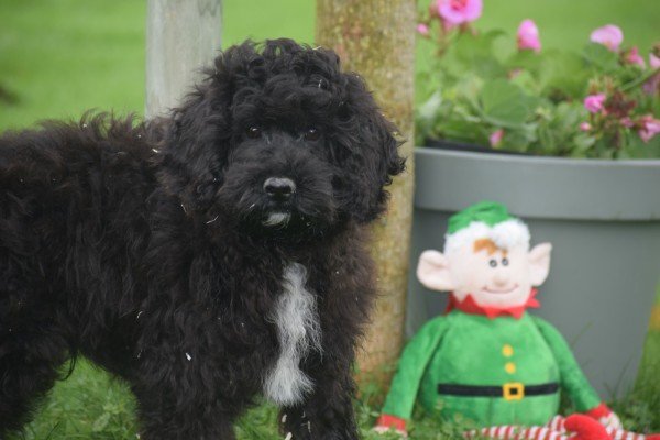 Maltipoo (reu) 51588