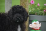 Maltipoo (reu) 51588