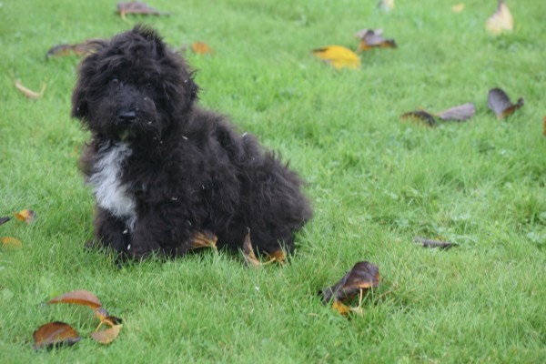 Maltipoo (reu) 44672