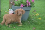 Nova Scotia Duck Tolling Retriever (reu) 39448