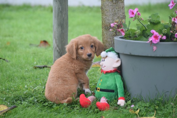 Nova Scotia Duck Tolling Retriever (reu) 39448