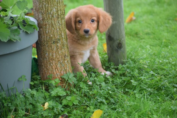Nova Scotia Duck Tolling Retriever (reu) 39448
