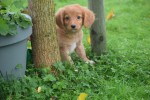 Nova Scotia Duck Tolling Retriever (reu) 39448