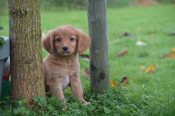 Nova Scotia Duck Tolling Retriever (reu) 39448