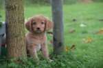Nova Scotia Duck Tolling Retriever (reu) 39448