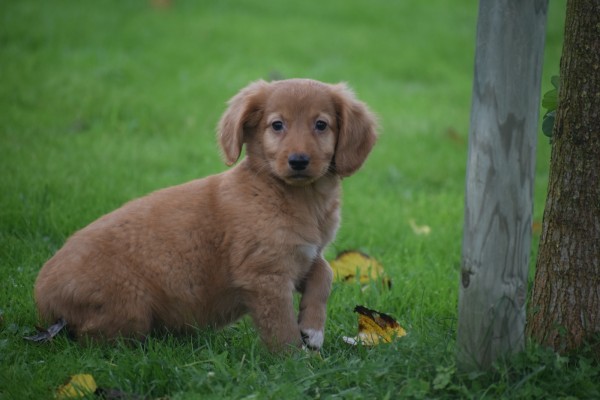Nova Scotia Duck Tolling Retriever (reu) 40242