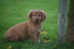 Nova Scotia Duck Tolling Retriever (reu) 40242
