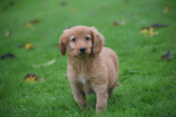 Nova Scotia Duck Tolling Retriever (reu) 40242