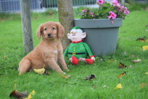 Nova Scotia Duck Tolling Retriever (reu) 40242