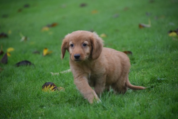 Nova Scotia Duck Tolling Retriever (reu) 40242