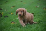 Nova Scotia Duck Tolling Retriever (reu) 40242