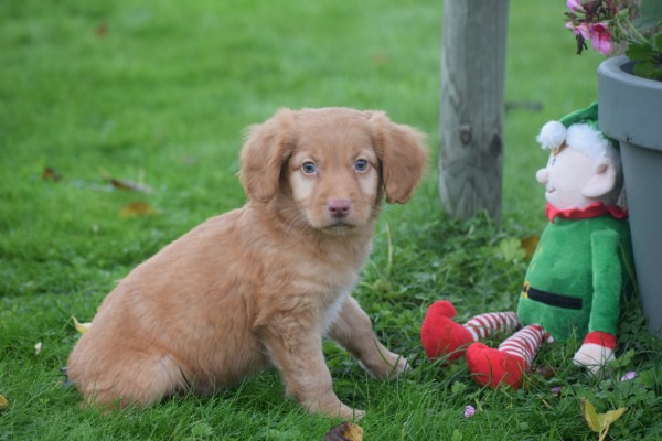 Nova Scotia Duck Tolling Retriever (reu) 39952