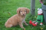 Nova Scotia Duck Tolling Retriever (reu) 39952
