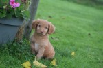 Nova Scotia Duck Tolling Retriever (reu) 39952
