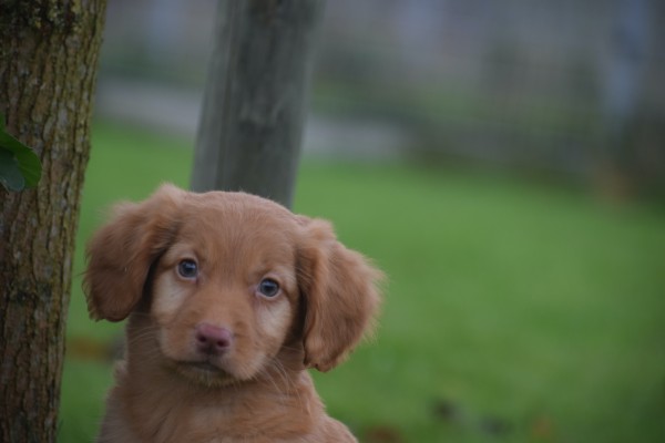 Nova Scotia Duck Tolling Retriever (reu) 39952