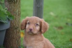 Nova Scotia Duck Tolling Retriever (reu) 39952