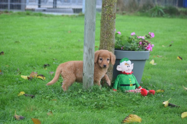 Nova Scotia Duck Tolling Retriever (teef) 39871