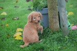 Nova Scotia Duck Tolling Retriever (teef) 39871