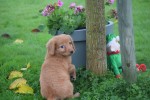 Nova Scotia Duck Tolling Retriever (teef) 39871