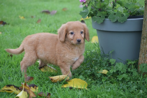 Nova Scotia Duck Tolling Retriever (teef) 39871