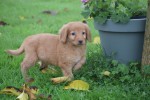 Nova Scotia Duck Tolling Retriever (teef) 39871