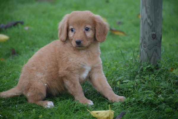 Nova Scotia Duck Tolling Retriever (teef) 39871