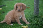 Nova Scotia Duck Tolling Retriever (teef) 39871