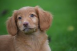 Nova Scotia Duck Tolling Retriever (reu) 40221