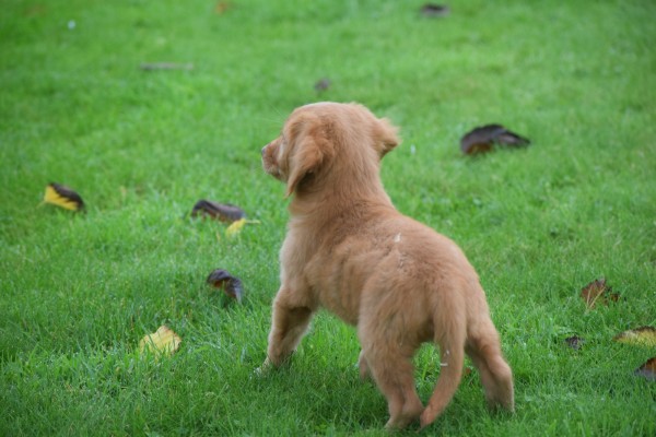 Nova Scotia Duck Tolling Retriever (reu) 40221