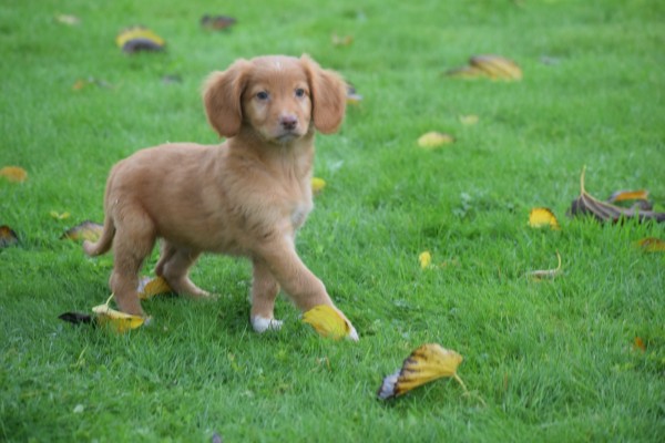 Nova Scotia Duck Tolling Retriever (reu) 40221