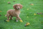 Nova Scotia Duck Tolling Retriever (reu) 40221