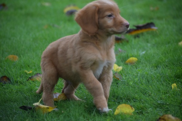 Nova Scotia Duck Tolling Retriever (reu) 40221