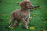 Nova Scotia Duck Tolling Retriever (reu) 40221
