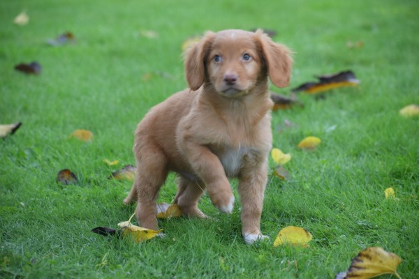 Nova Scotia Duck Tolling Retriever (reu) 40221