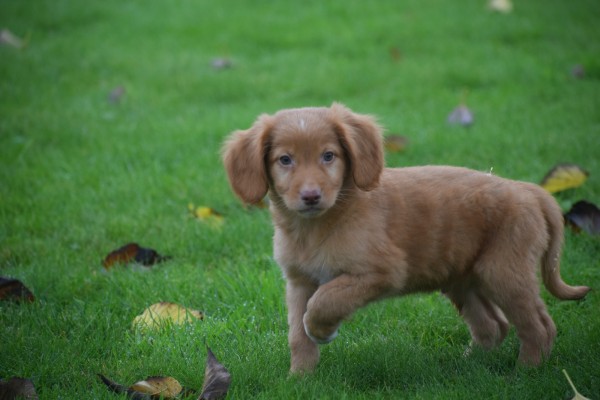 Nova Scotia Duck Tolling Retriever (reu) 40221