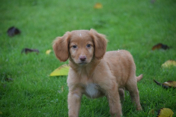 Nova Scotia Duck Tolling Retriever (reu) 40221