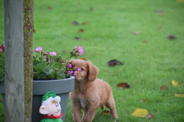 Nova Scotia Duck Tolling Retriever (reu) 40221