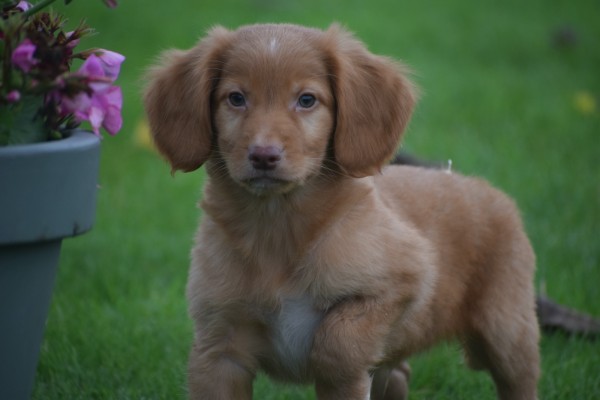 Nova Scotia Duck Tolling Retriever (reu) 40221