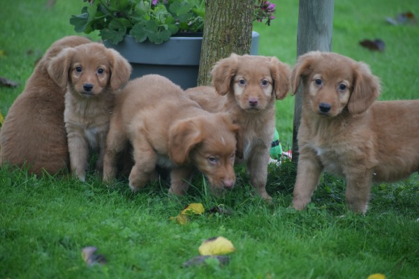 Nova Scotia Duck Tolling Retriever (reu) 40221