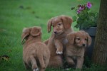 Nova Scotia Duck Tolling Retriever (reu) 40221