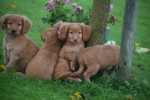 Nova Scotia Duck Tolling Retriever (reu) 40221