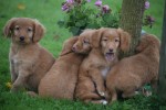 Nova Scotia Duck Tolling Retriever (reu) 40221
