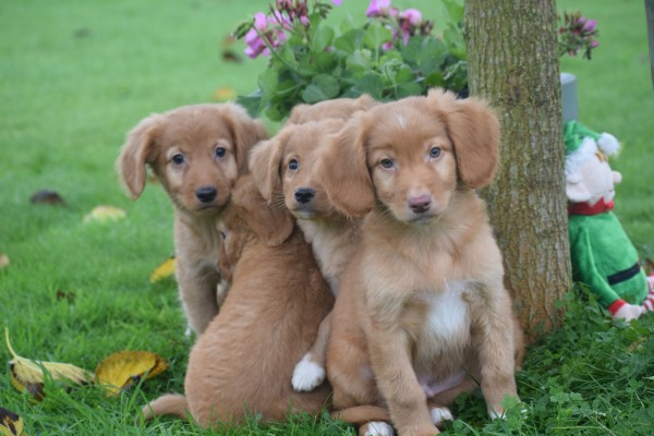 Nova Scotia Duck Tolling Retriever (reu) 40221