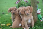 Nova Scotia Duck Tolling Retriever (reu) 40221